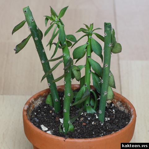stecklinge pereskiopsis stecklinge pereskiopsis