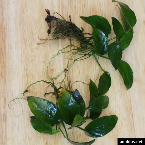 anubias stecklinge