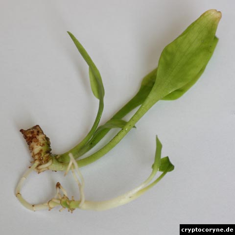 cryptocoryne steckling