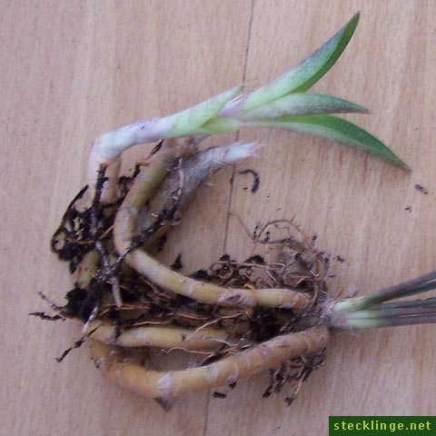 rhizom