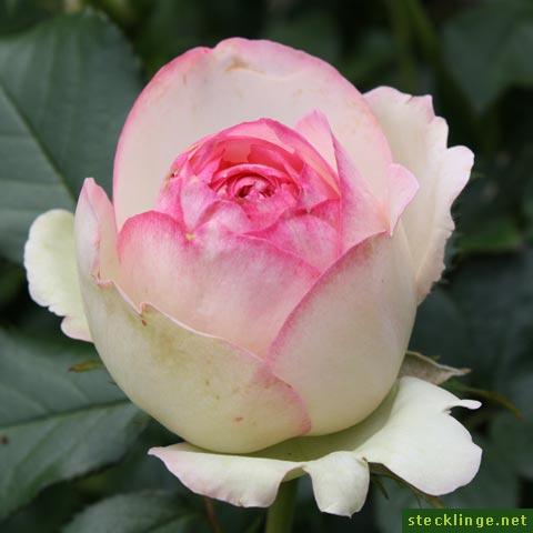 rosenbluete rosenbluete
