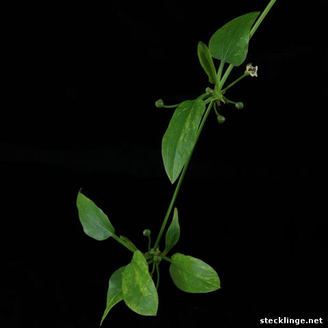 adventivpflanzen an echinodorus