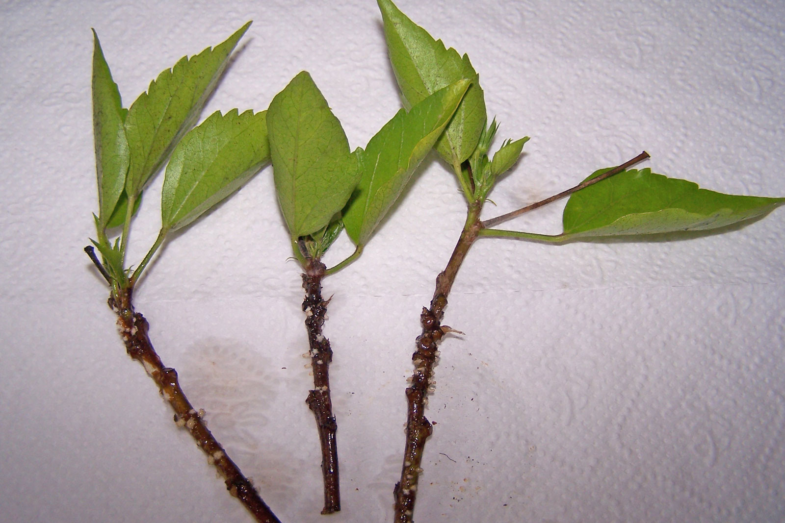 Hibiskus (Hibiscus rosasinensis)