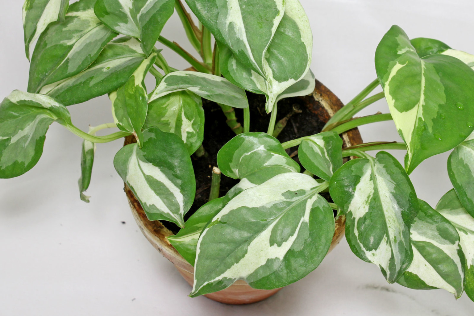 Efeutute (Epipremnum pinnatum)