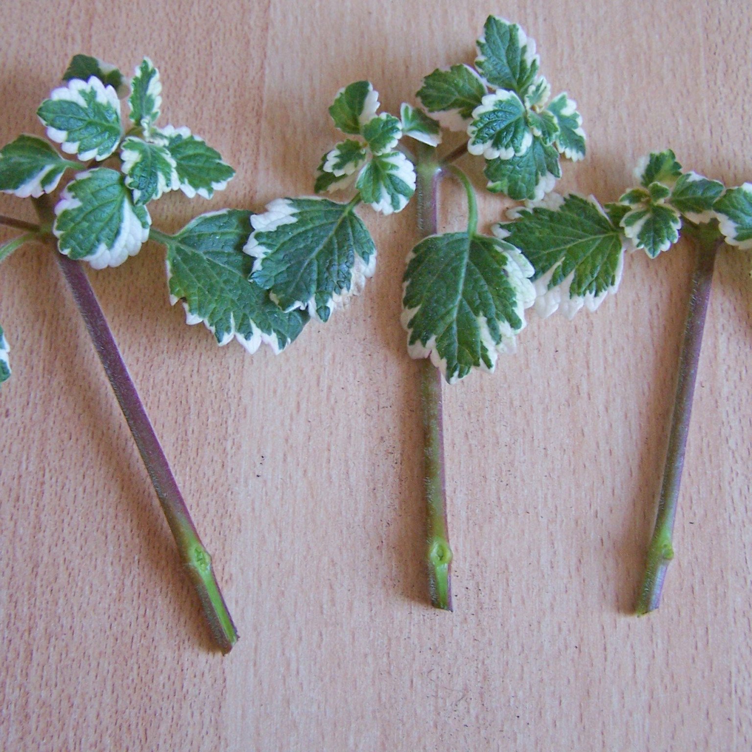 Weihrauchpflanze (Plectranthus coleoides)