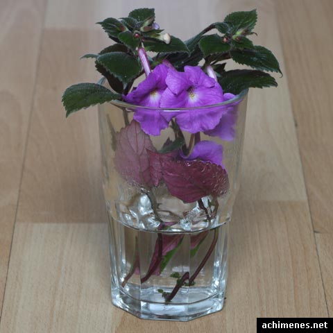 achimenes stecklinge