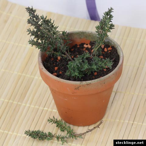 thymus thymus