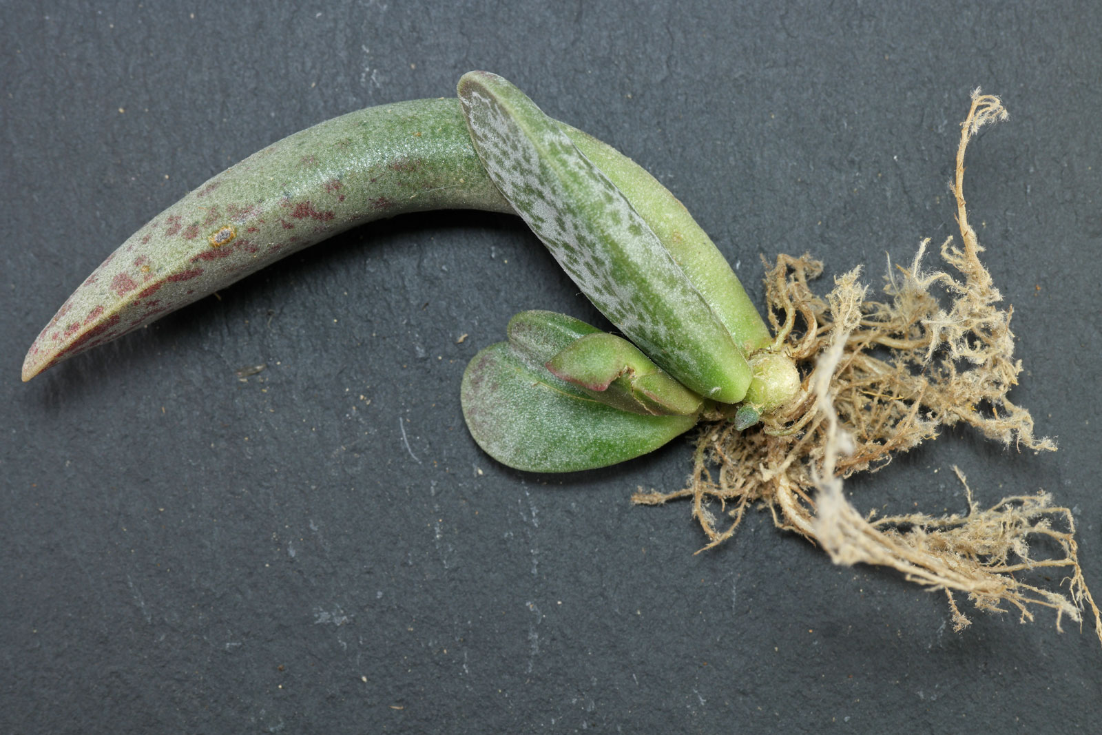 Adromischus cooperi