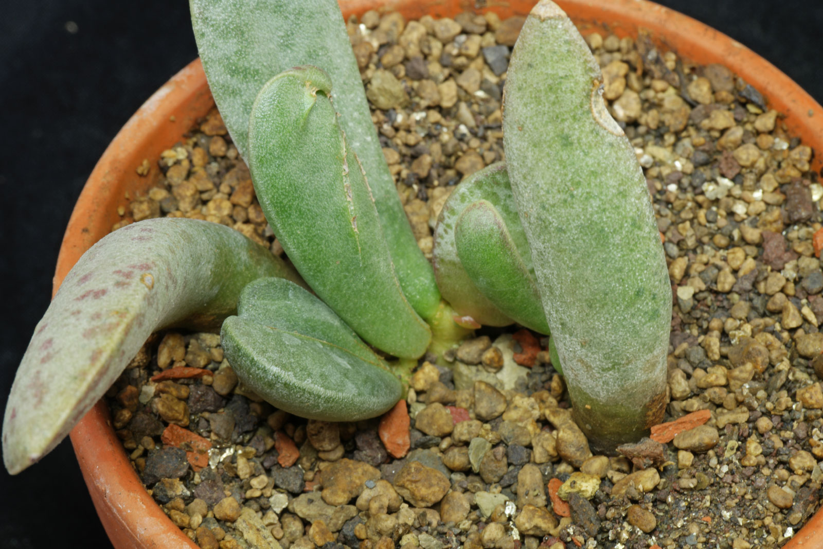 Adromischus cooperi