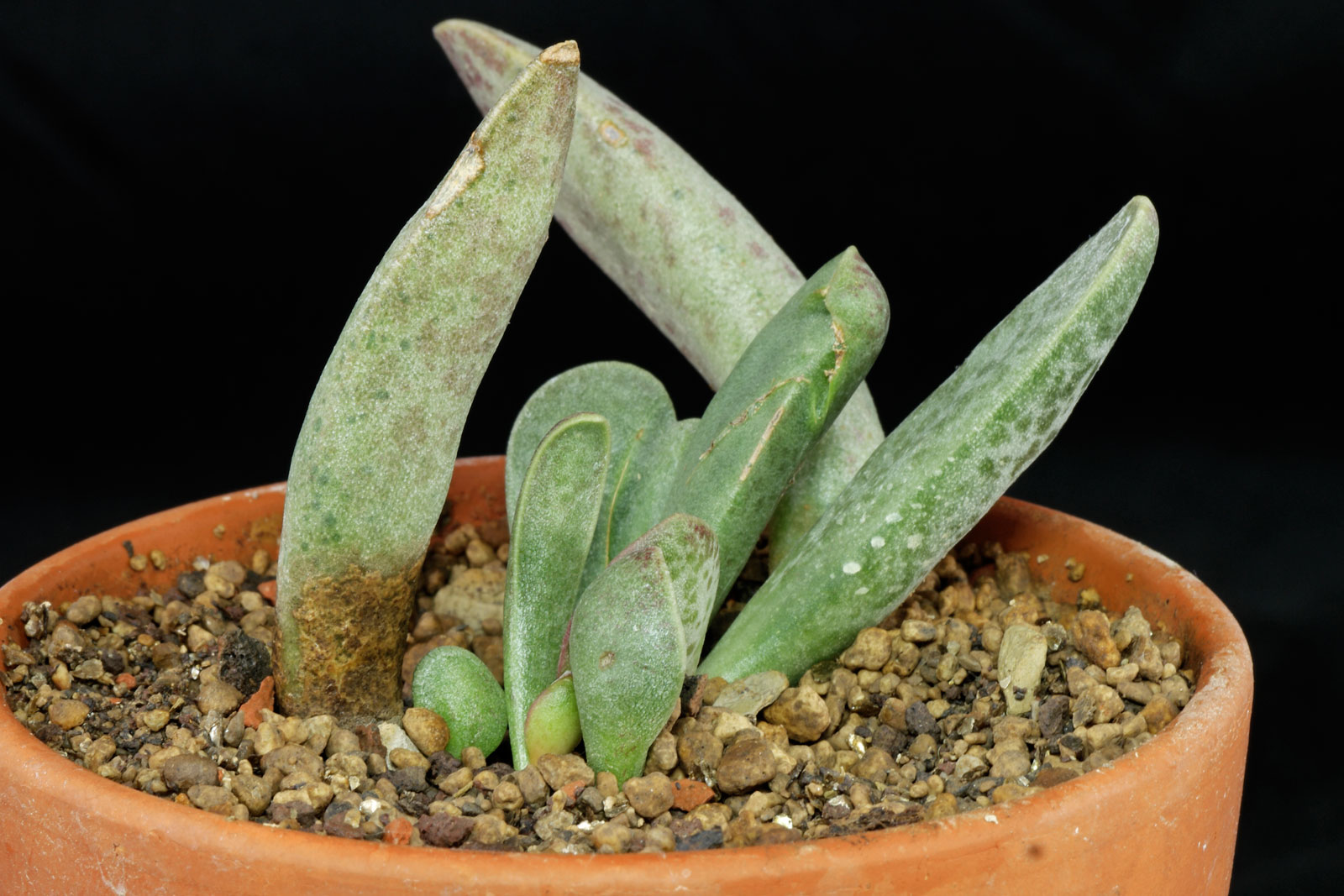Adromischus cooperi