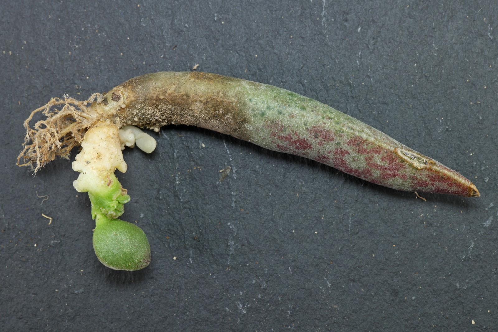 Adromischus cooperi