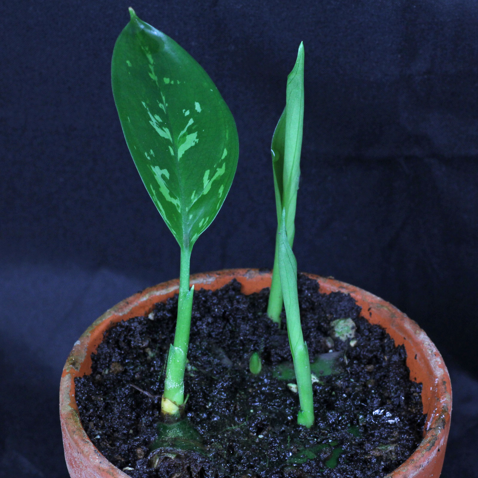 Aglaonema commutatum