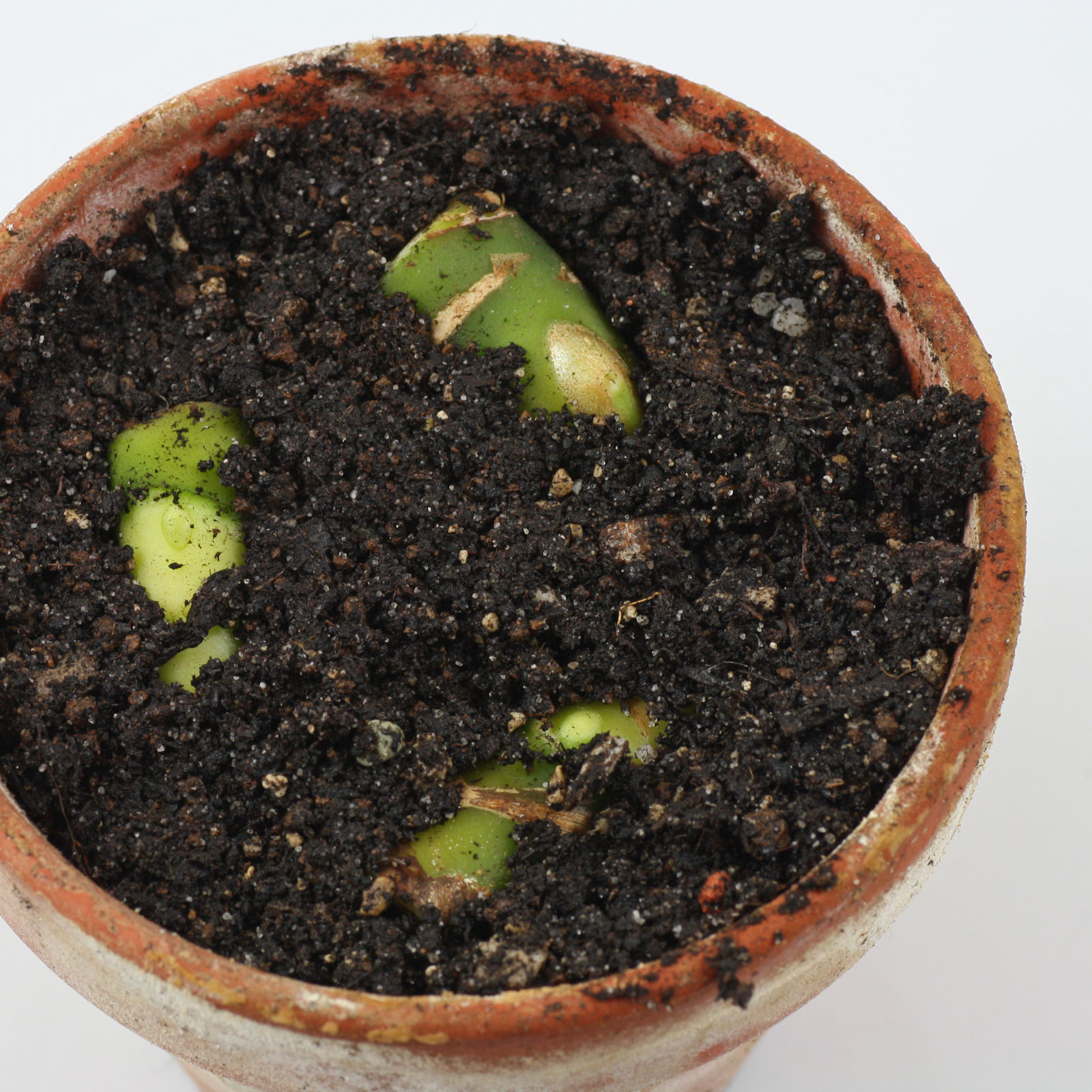 Aglaonema commutatum