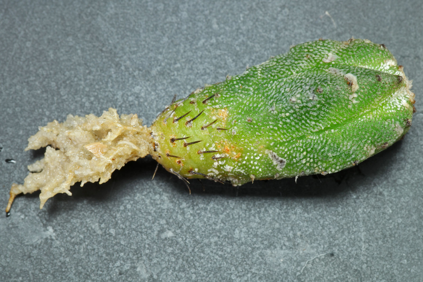 Astrophytum myriostigma Huboki