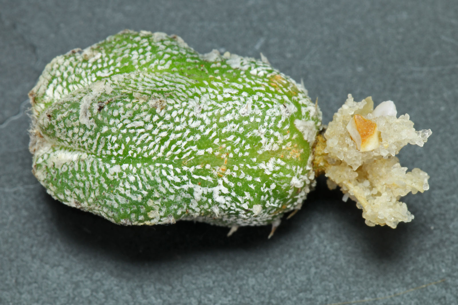 Astrophytum myriostigma Huboki