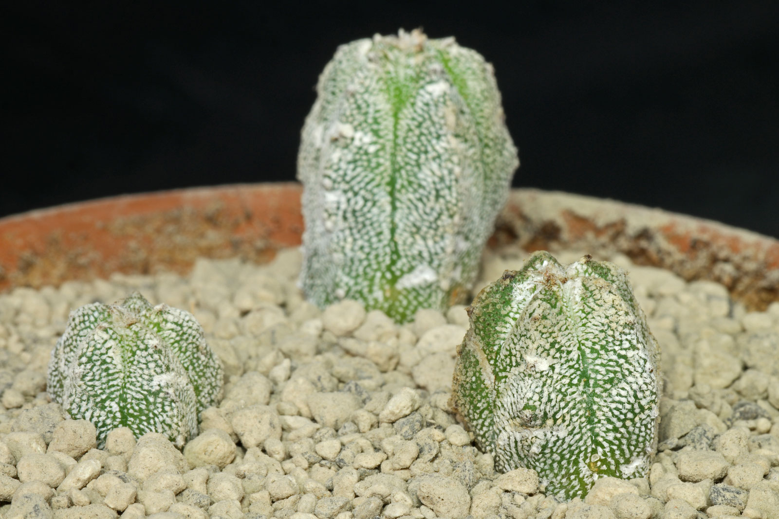Astrophytum myriostigma Huboki
