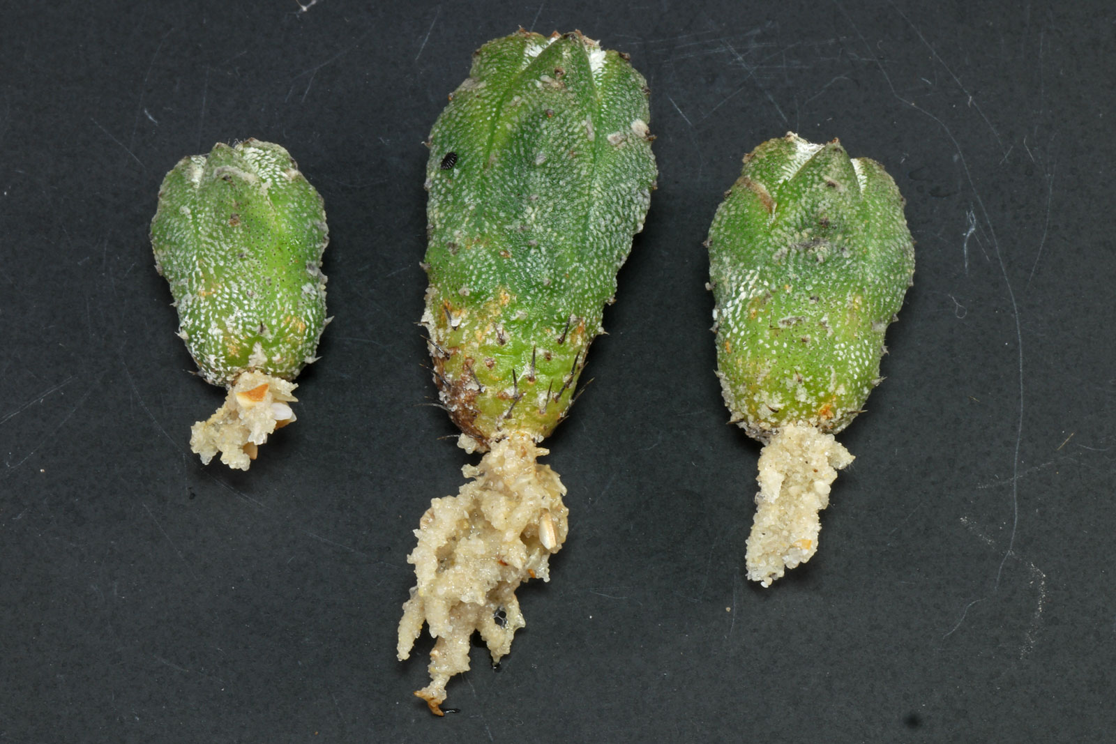 Astrophytum myriostigma Huboki
