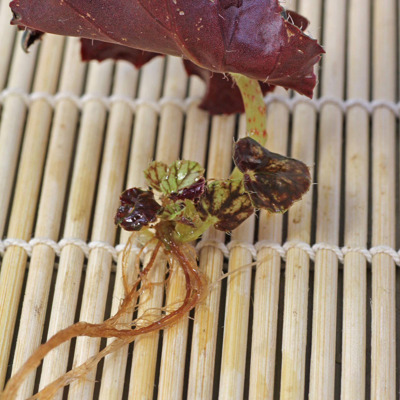 Begonia rex
