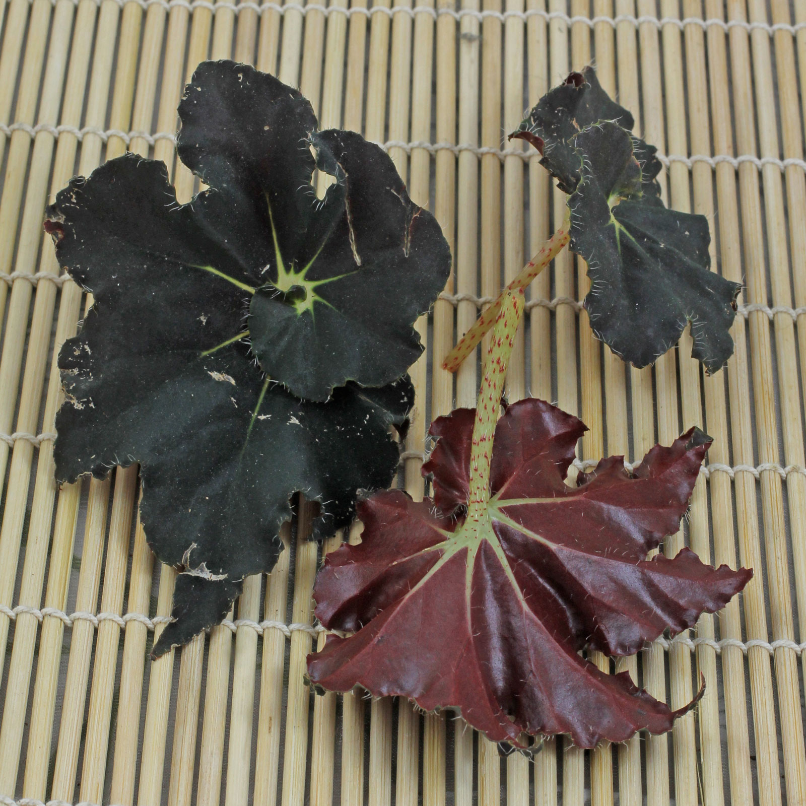 Begonia rex
