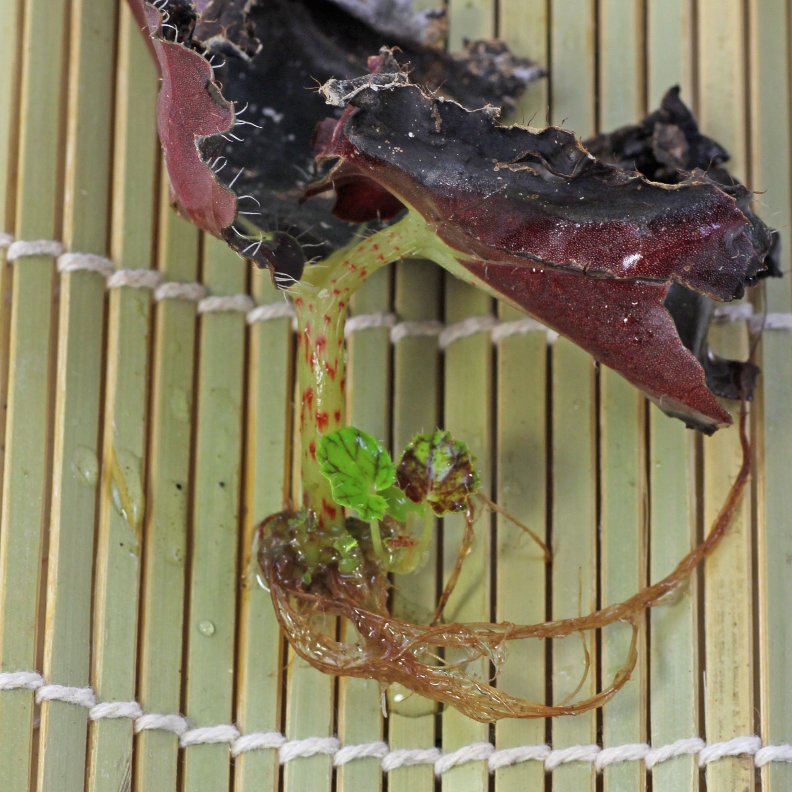Begonia rex