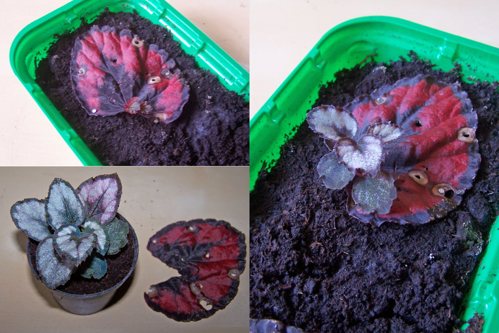 Begonia rex