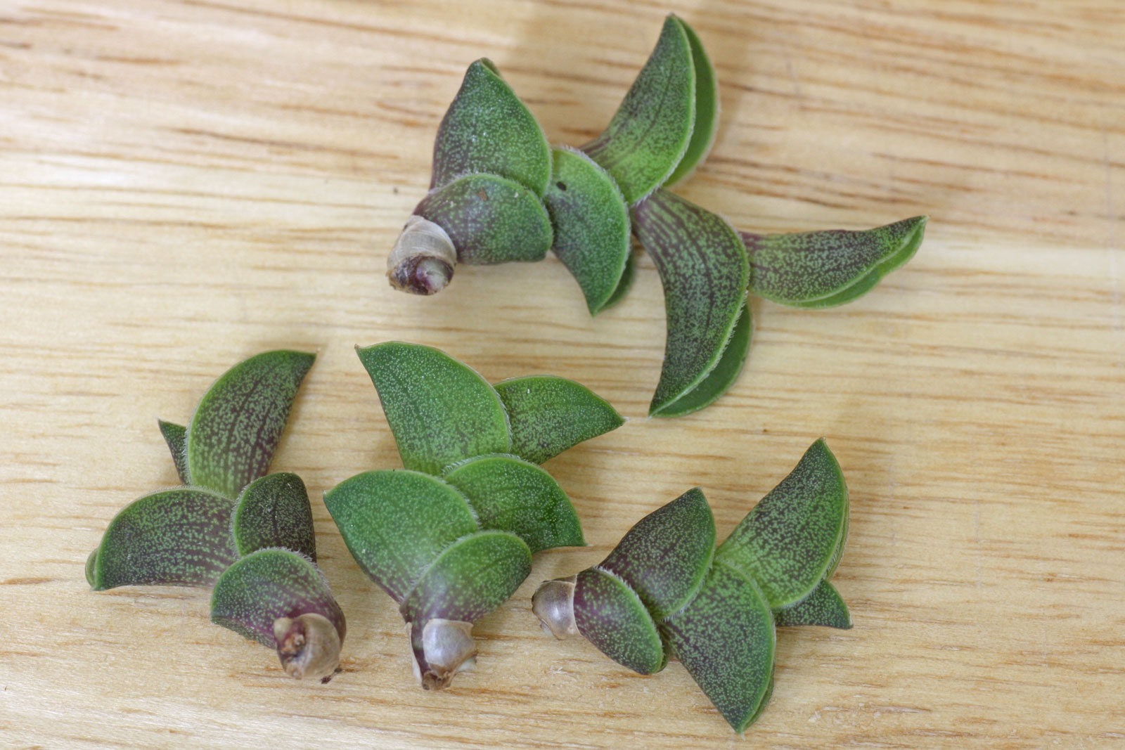 Callisia navicularis