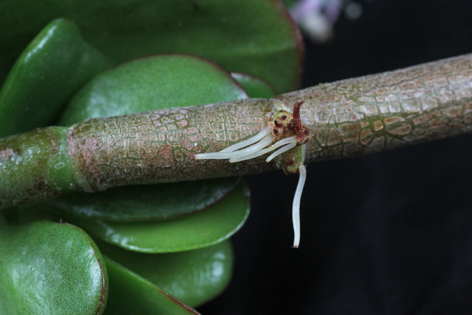 Crassula ovata