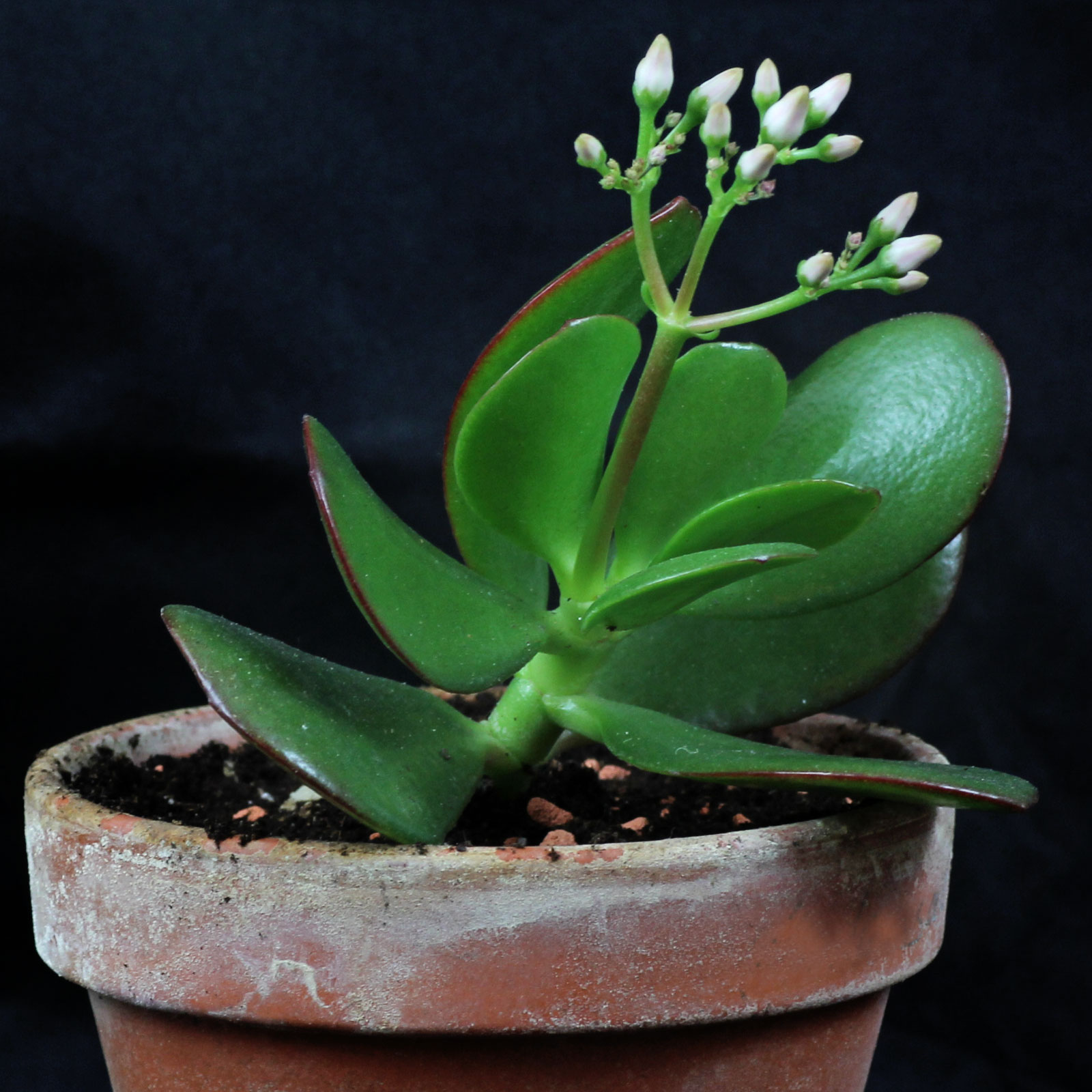 Crassula ovata