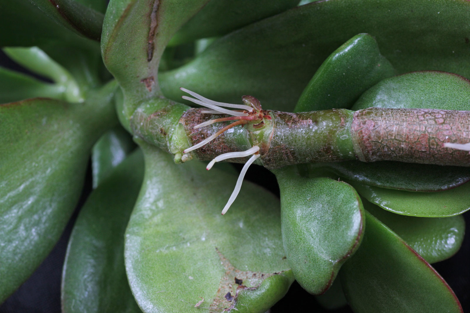 Crassula ovata