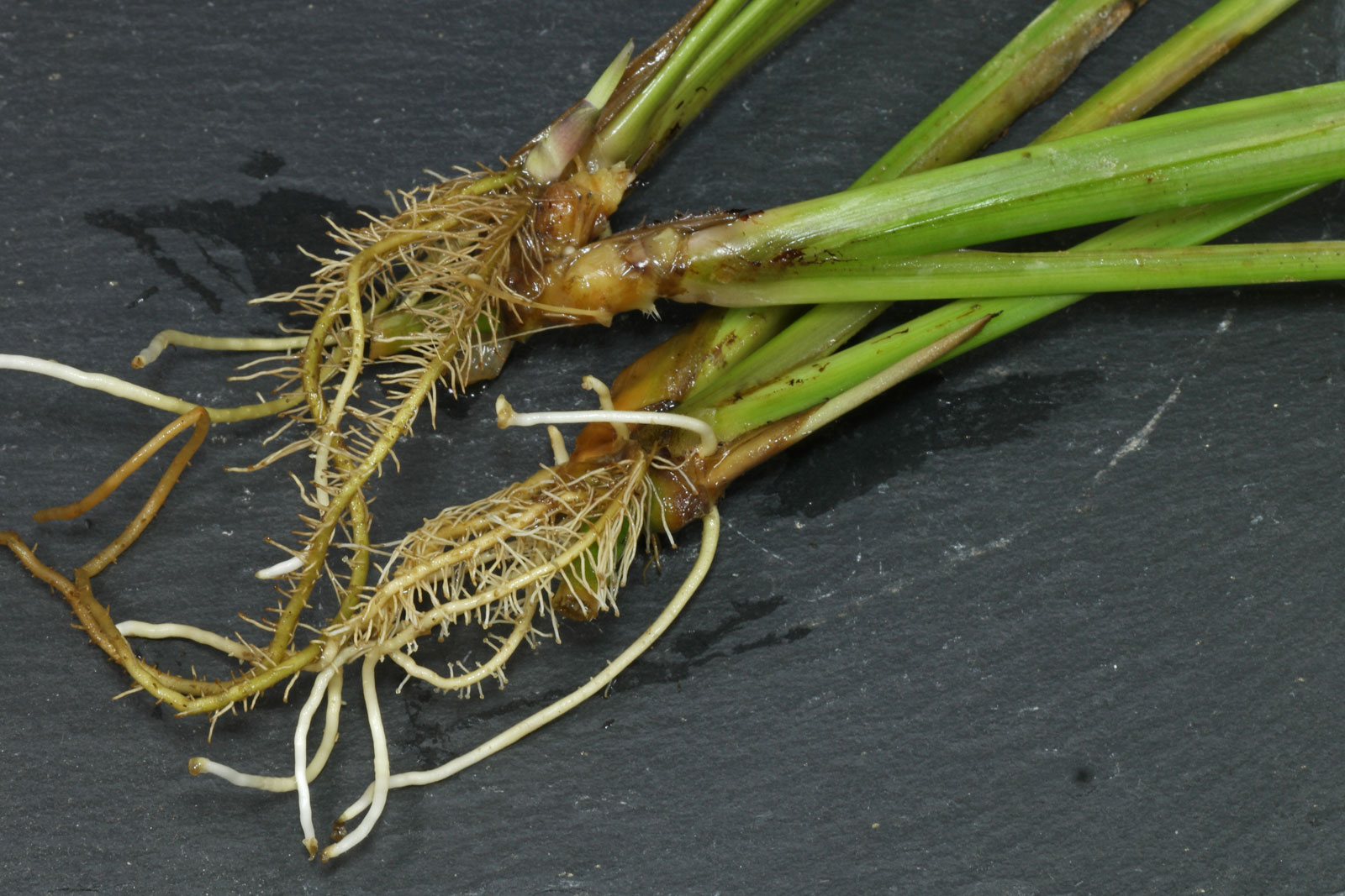 Ctenanthe marantifolia
