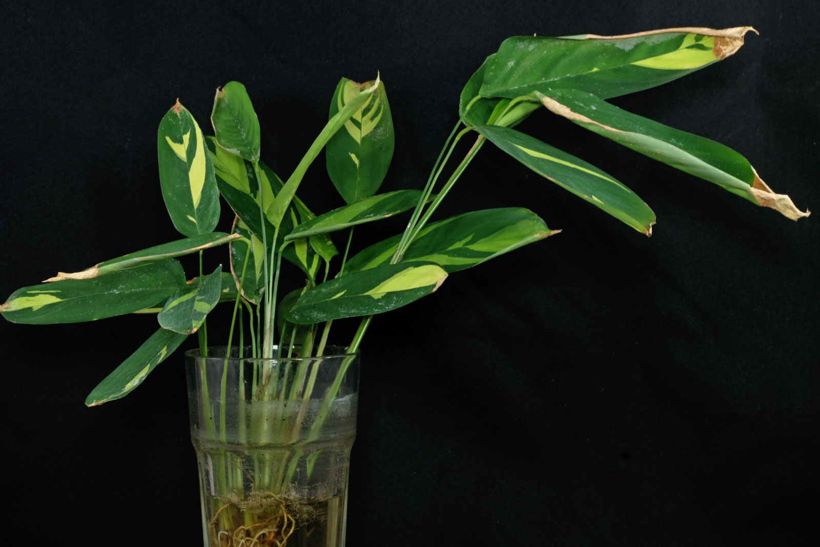 Ctenanthe marantifolia
