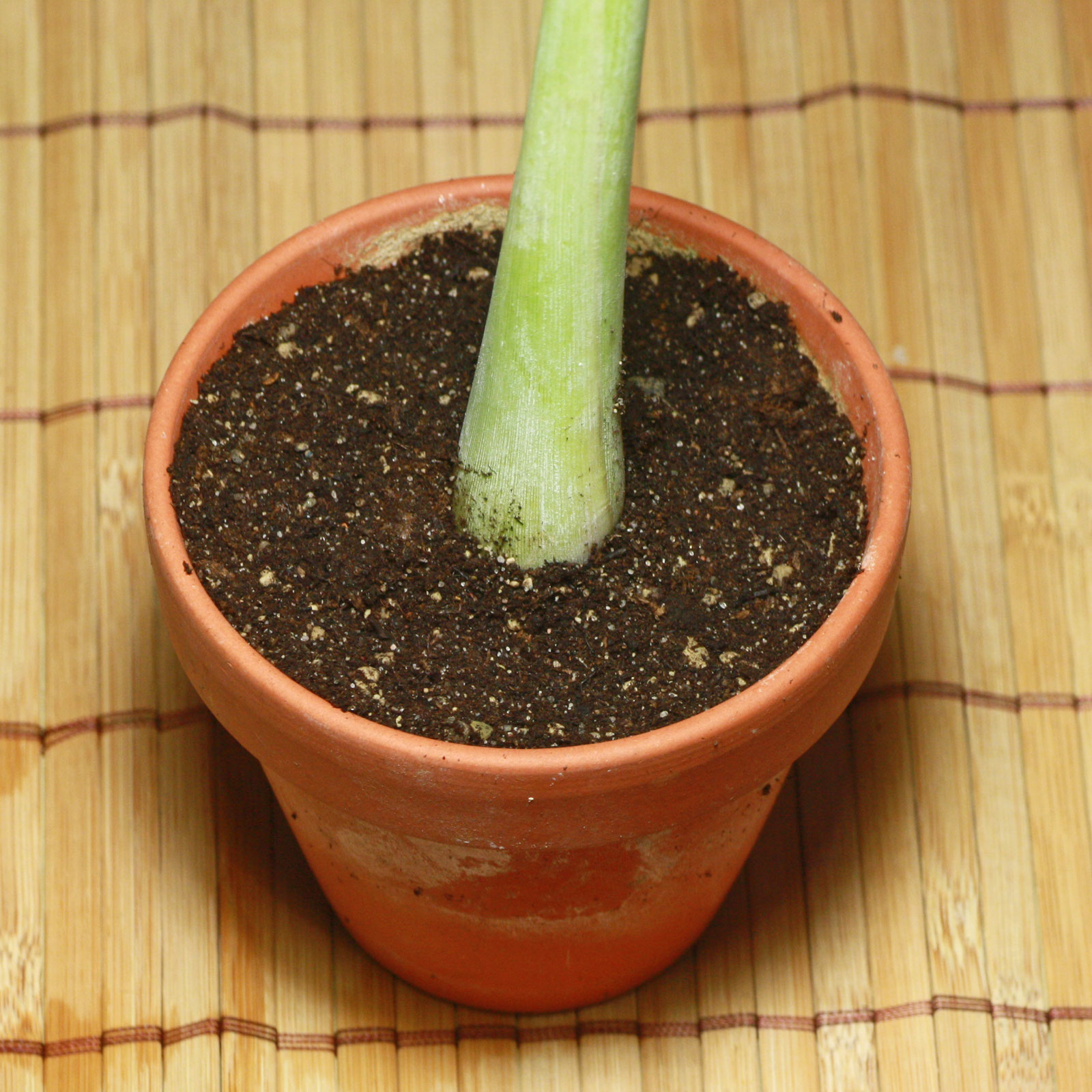 Cymbopogon citratus