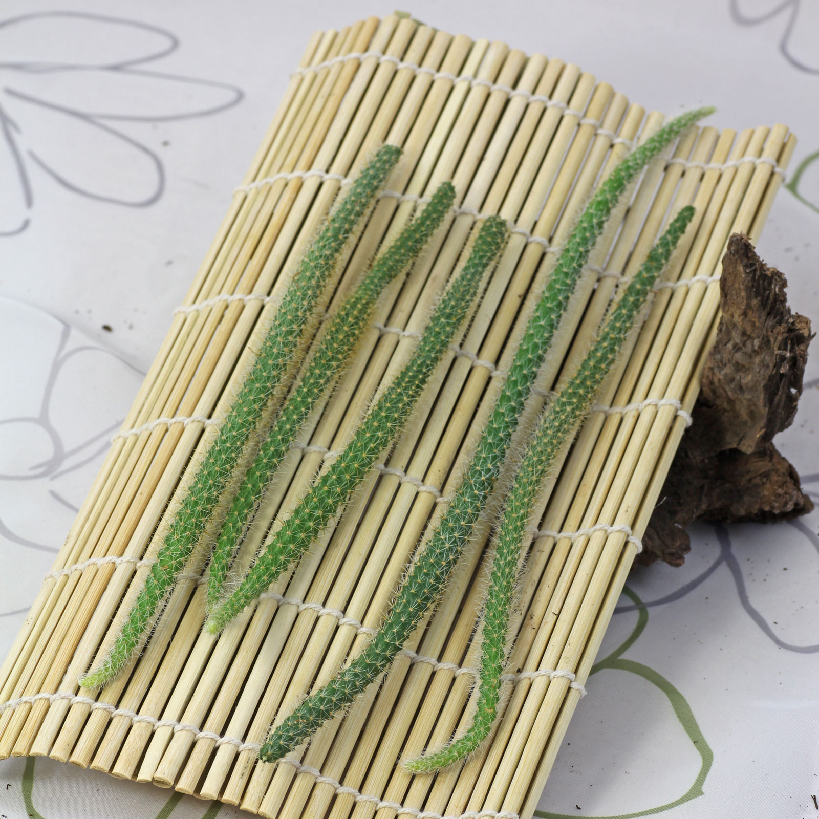 Disocactus flagelliformis