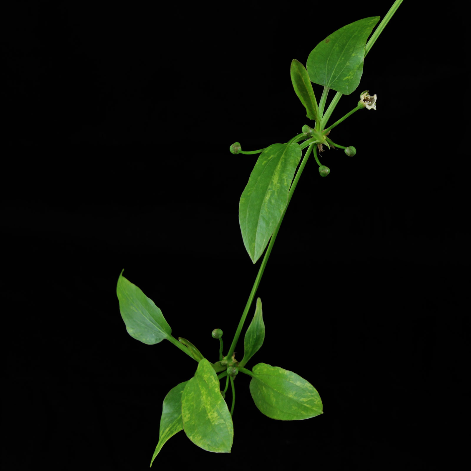 Echinodorus-cordifolius-Adventivpflanzen