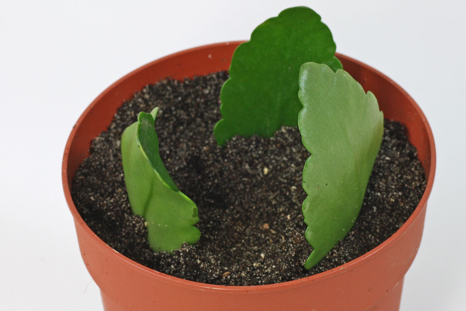 Kalanchoe blossfeldiana
