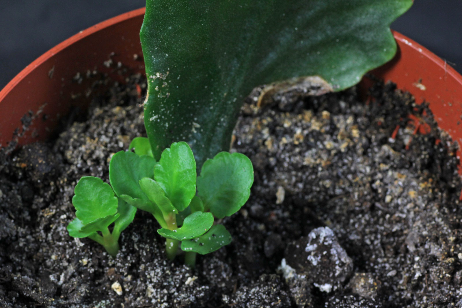 Kalanchoe blossfeldiana
