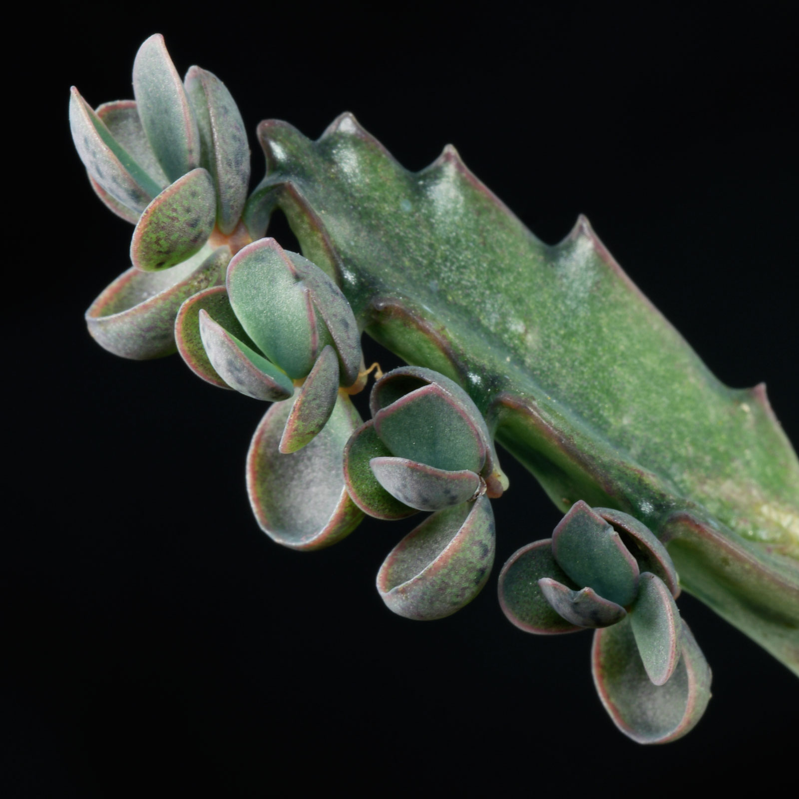 Kalanchoe daigremontiana