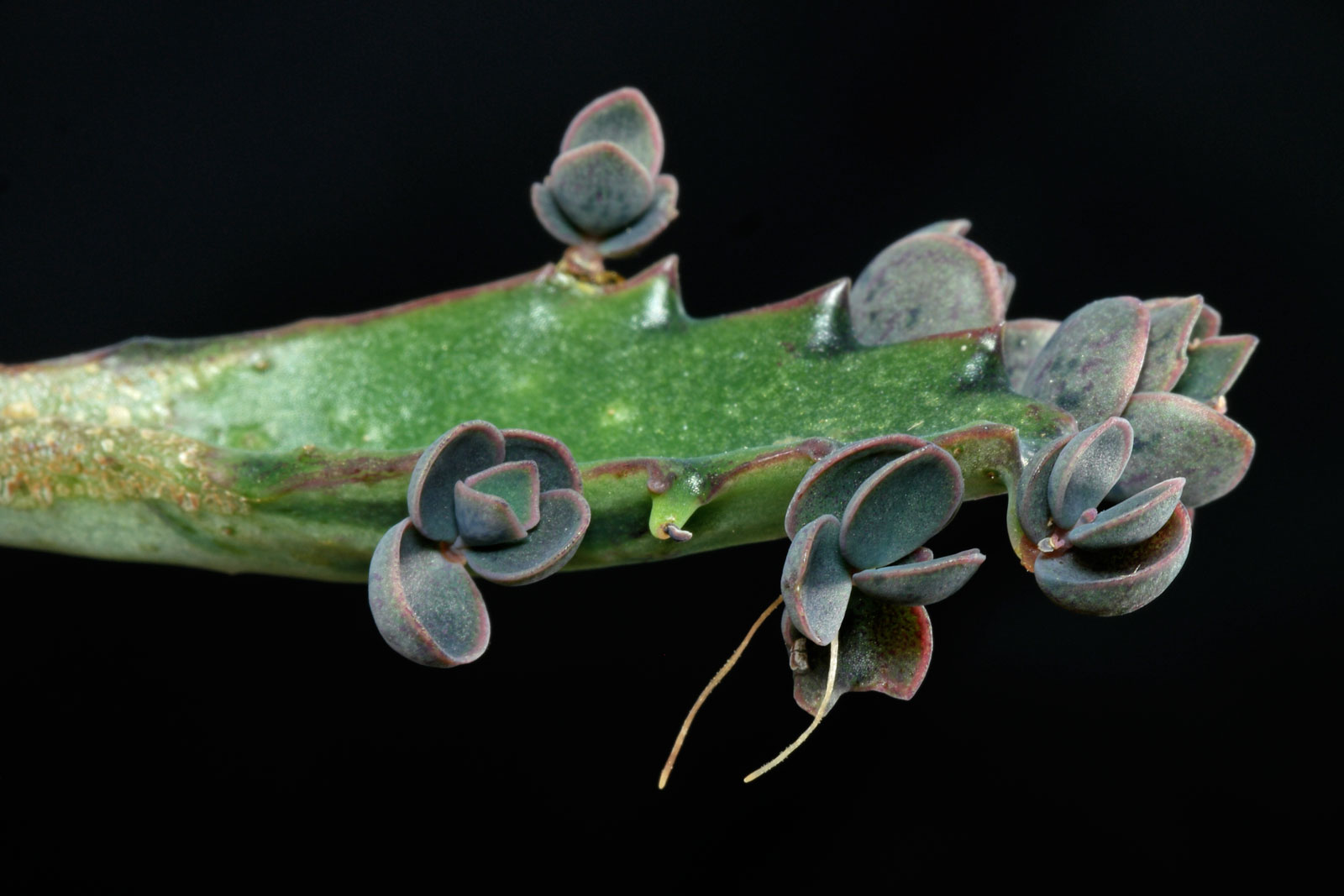 Kalanchoe daigremontiana