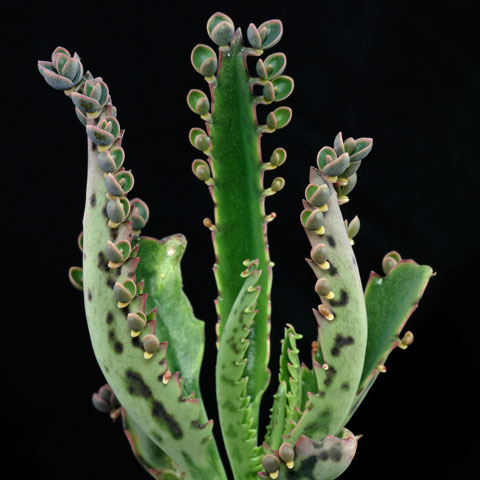 Kalanchoe-daigremontiana-480.jpg