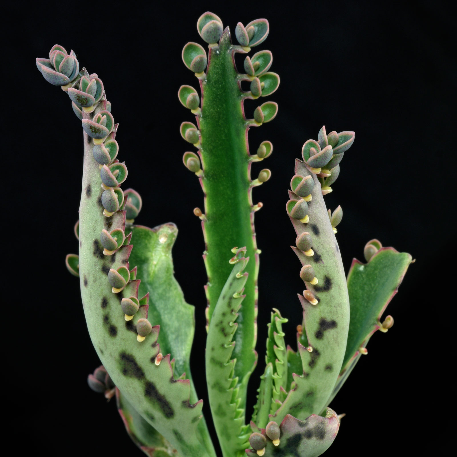 Kalanchoe daigremontiana
