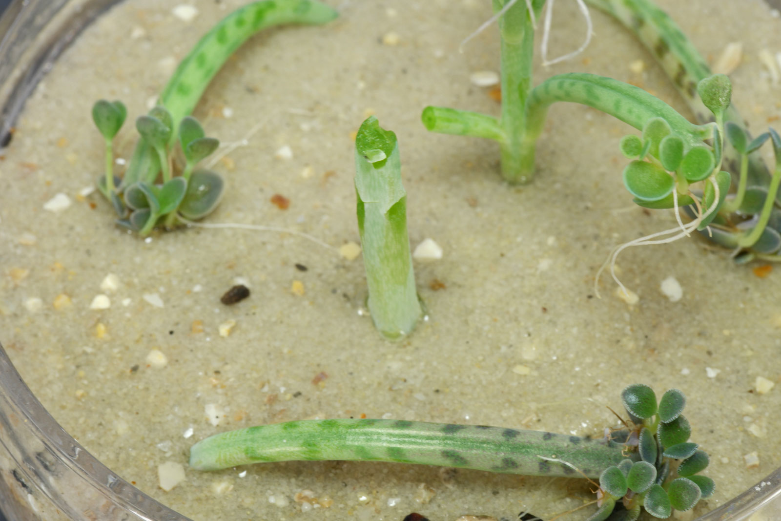 Kalanchoe delagoensis