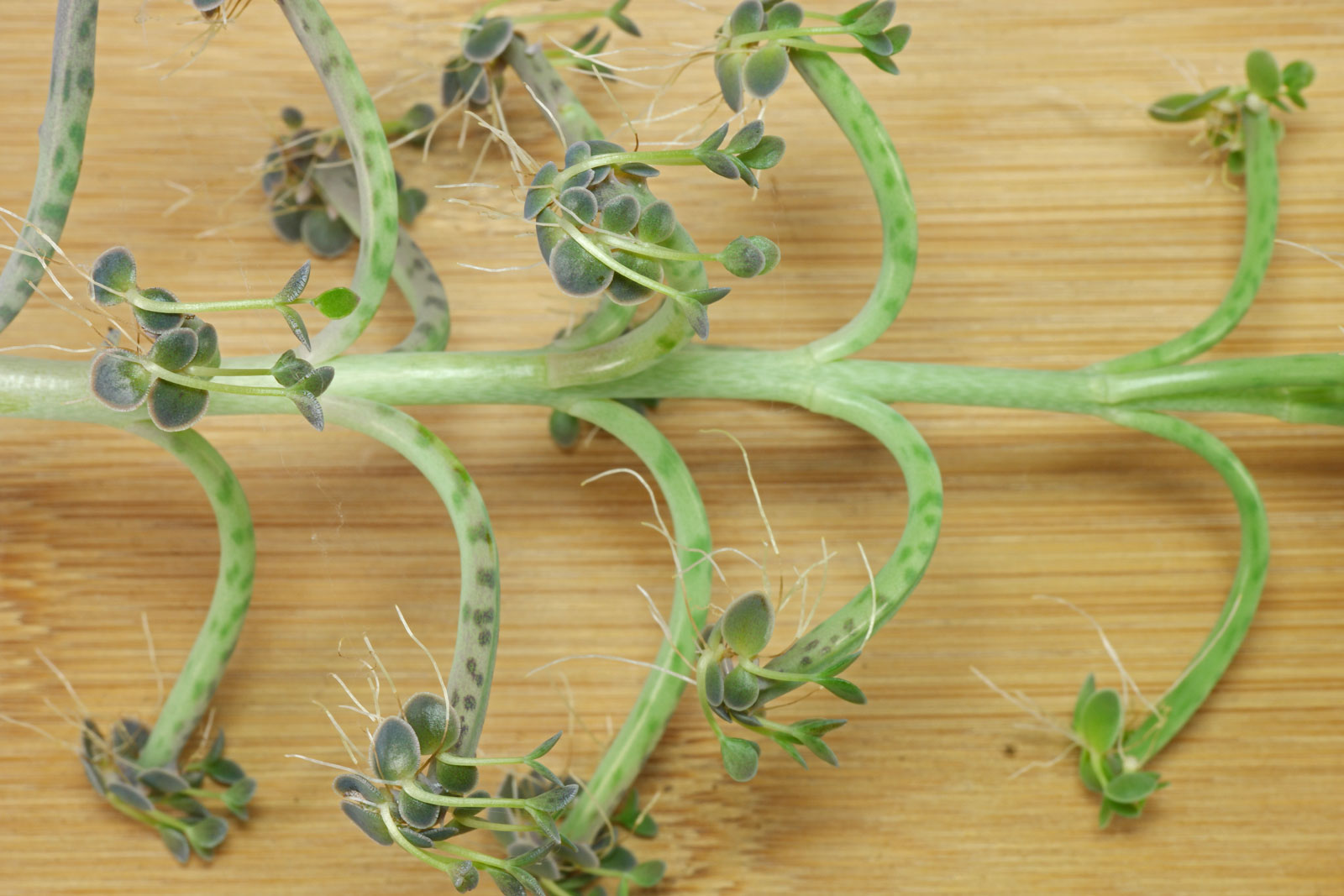 Kalanchoe delagoensis