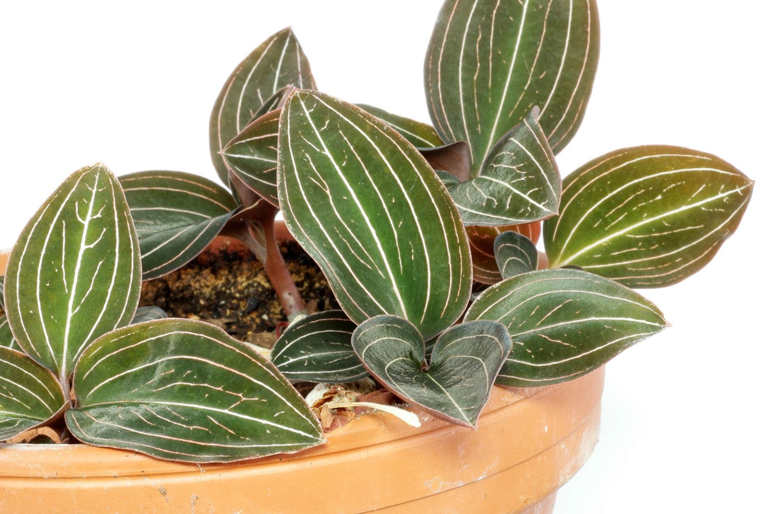 Juwelorchidee (Ludisia discolor) Vermehrung