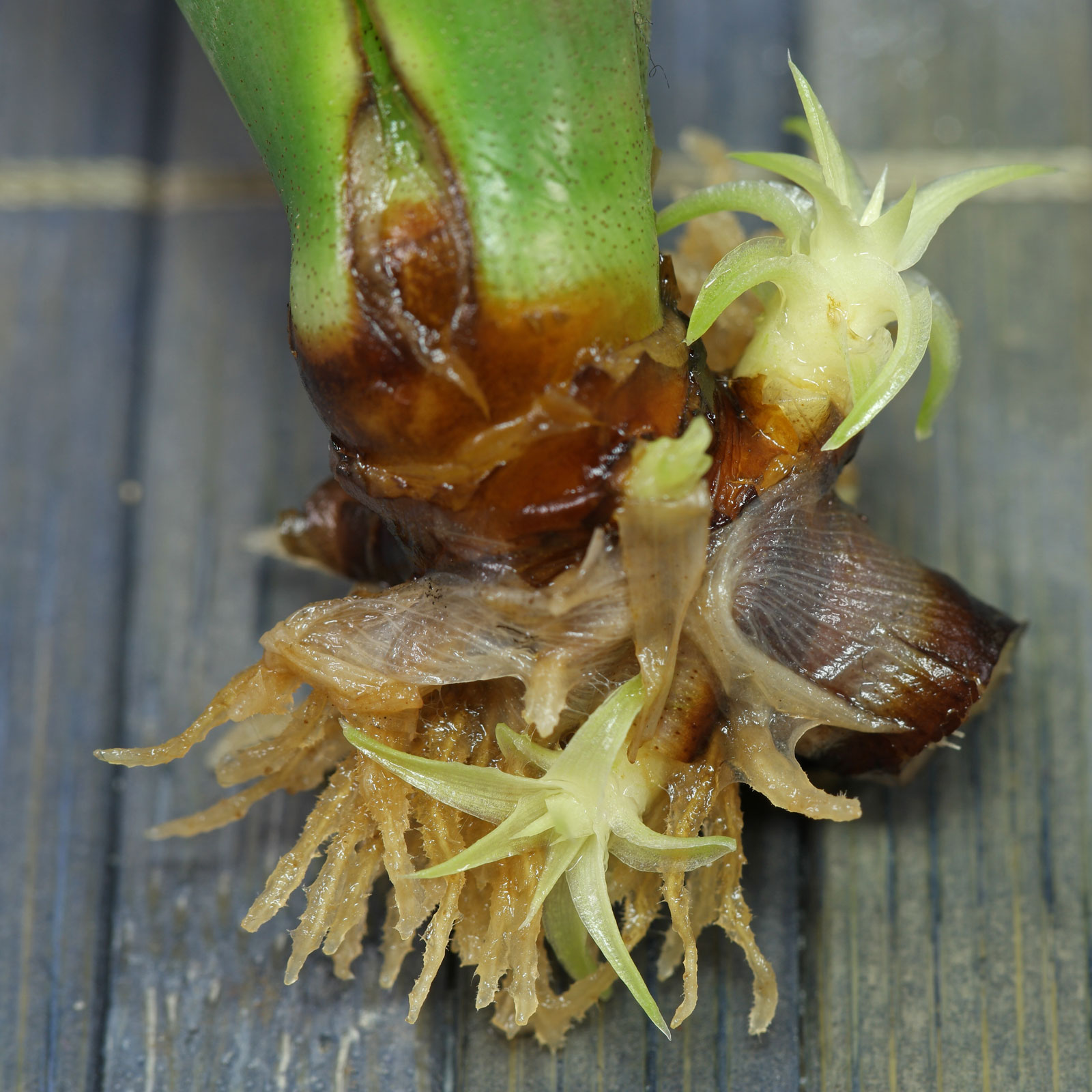 Lymania smithii