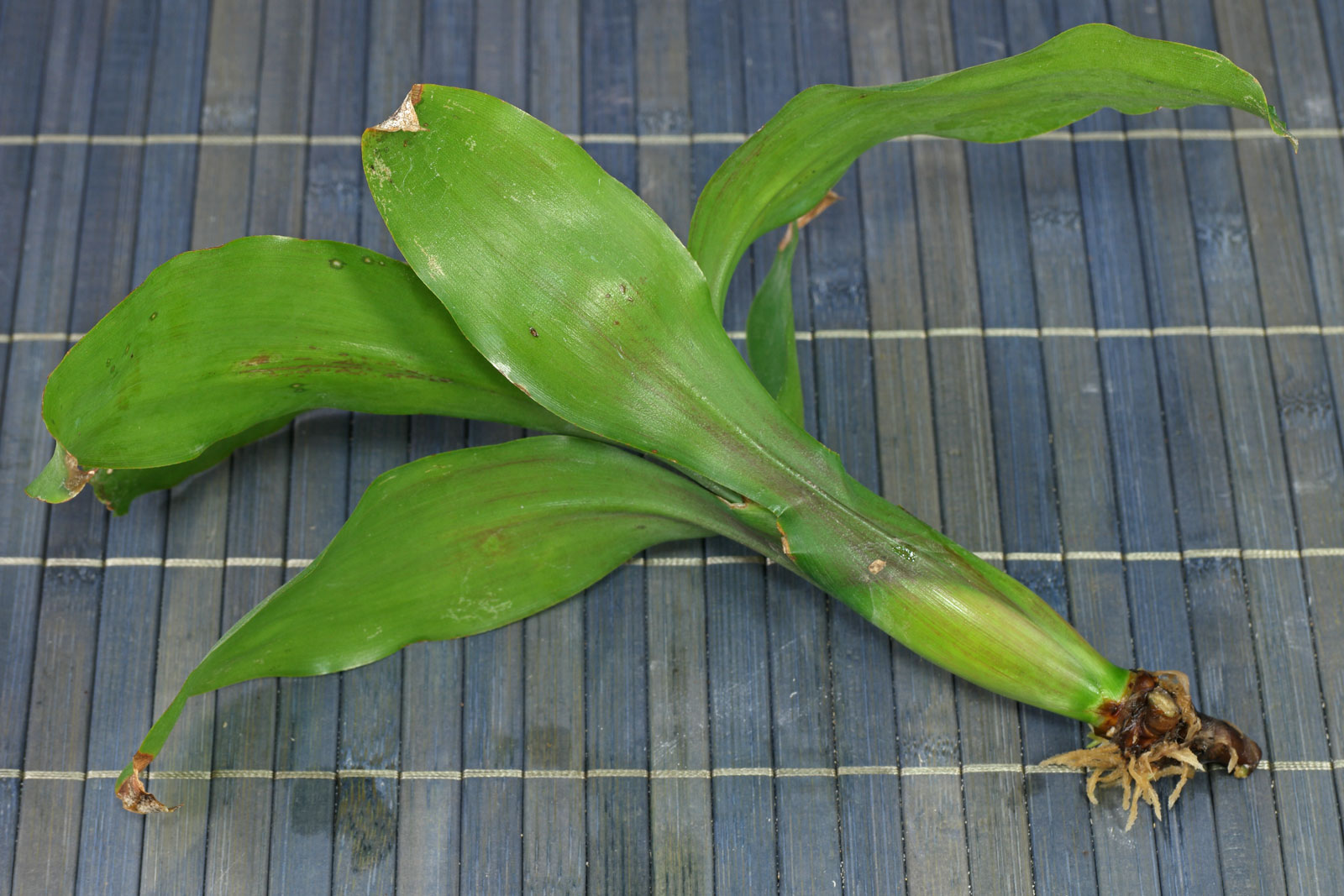 Lymania smithii