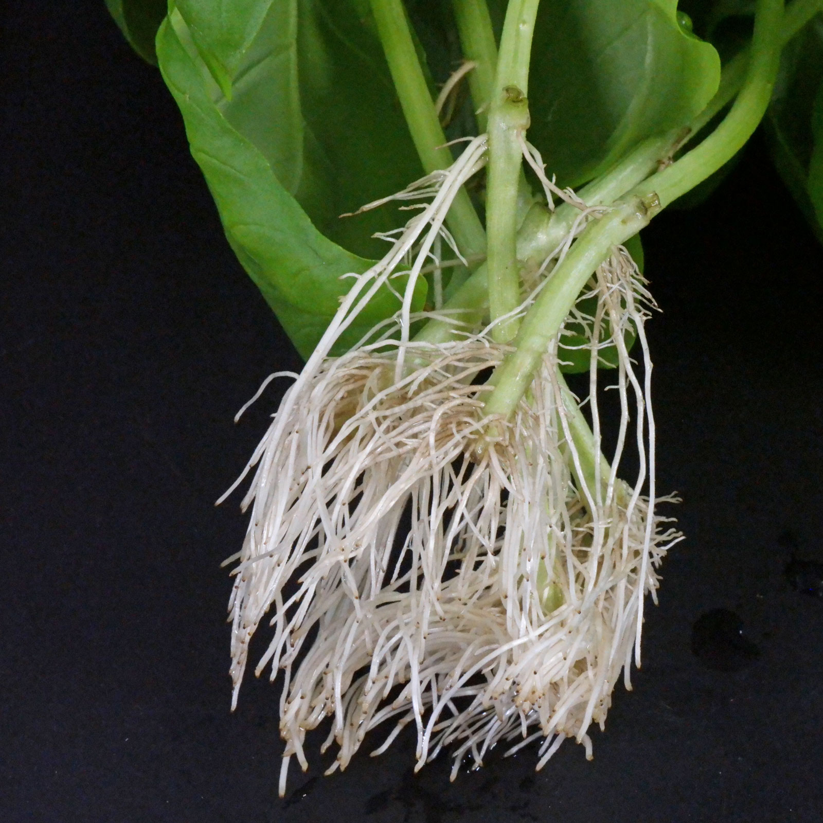 Ocimum basilicum
