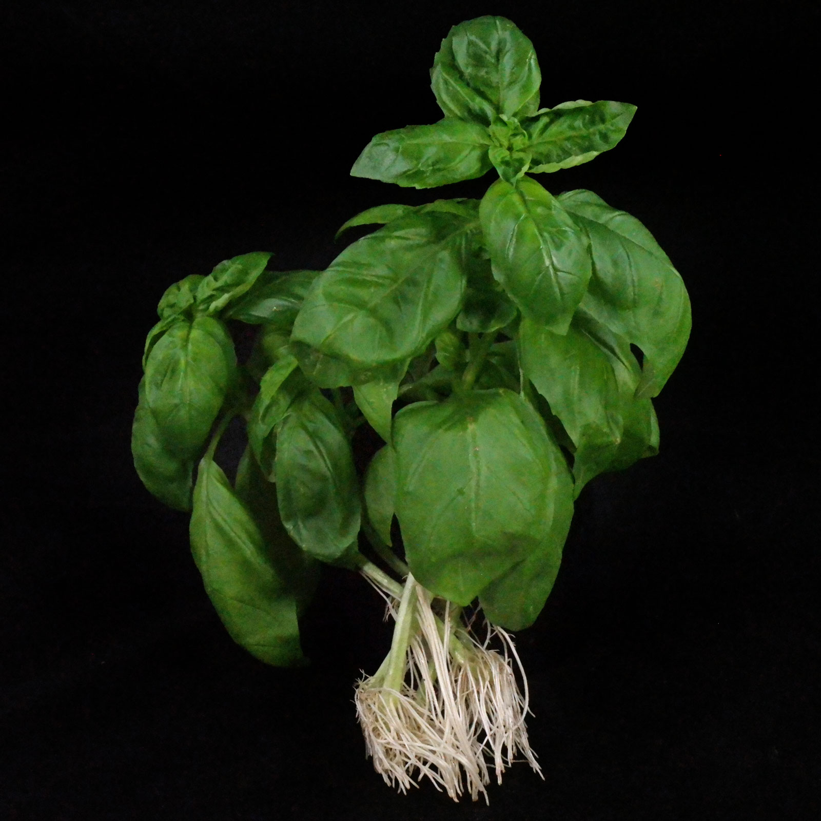Ocimum basilicum