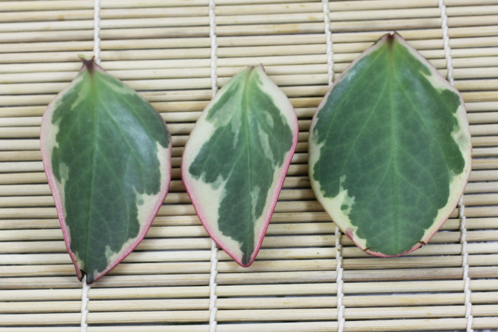 Peperomia clusiifolia