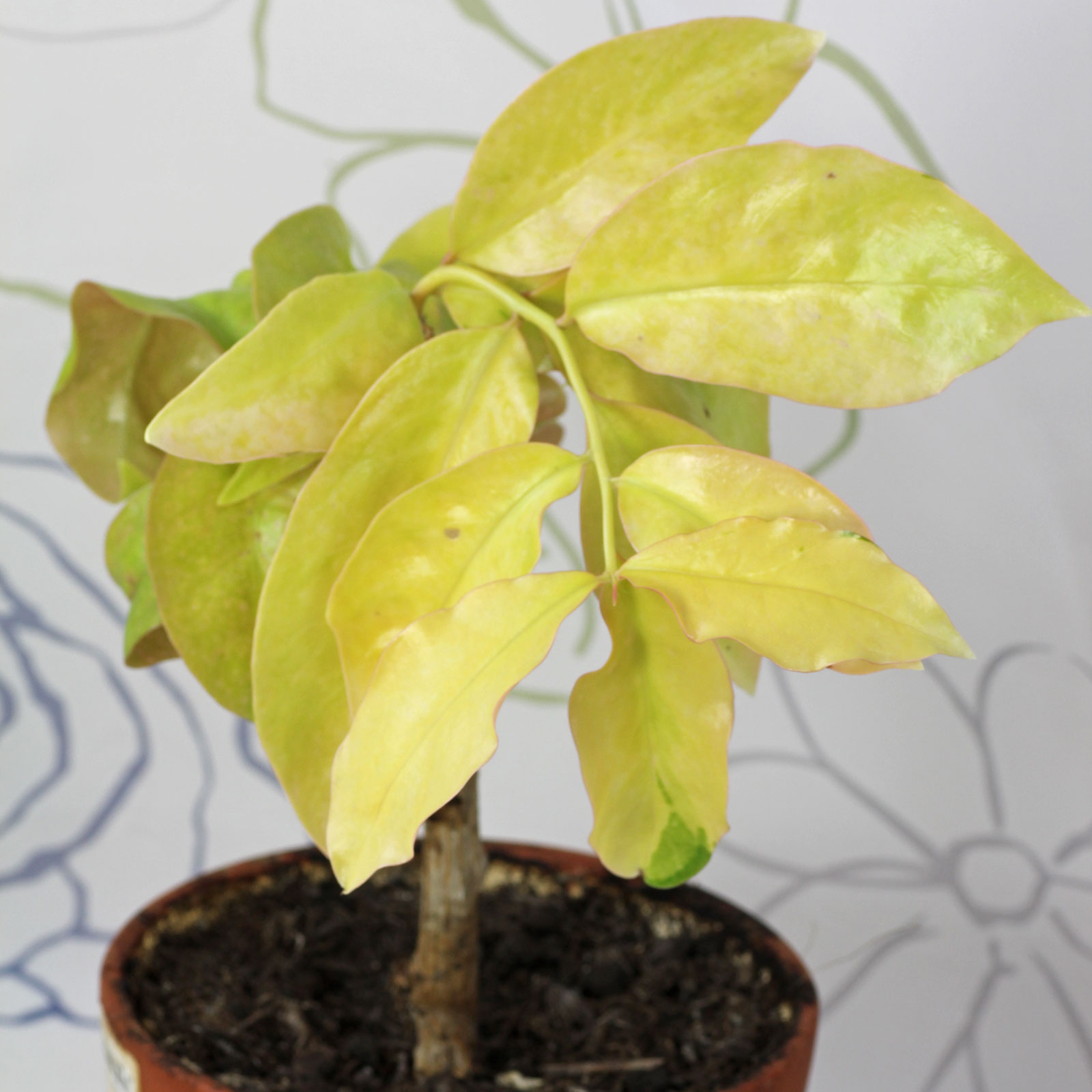 Pereskia aculeata