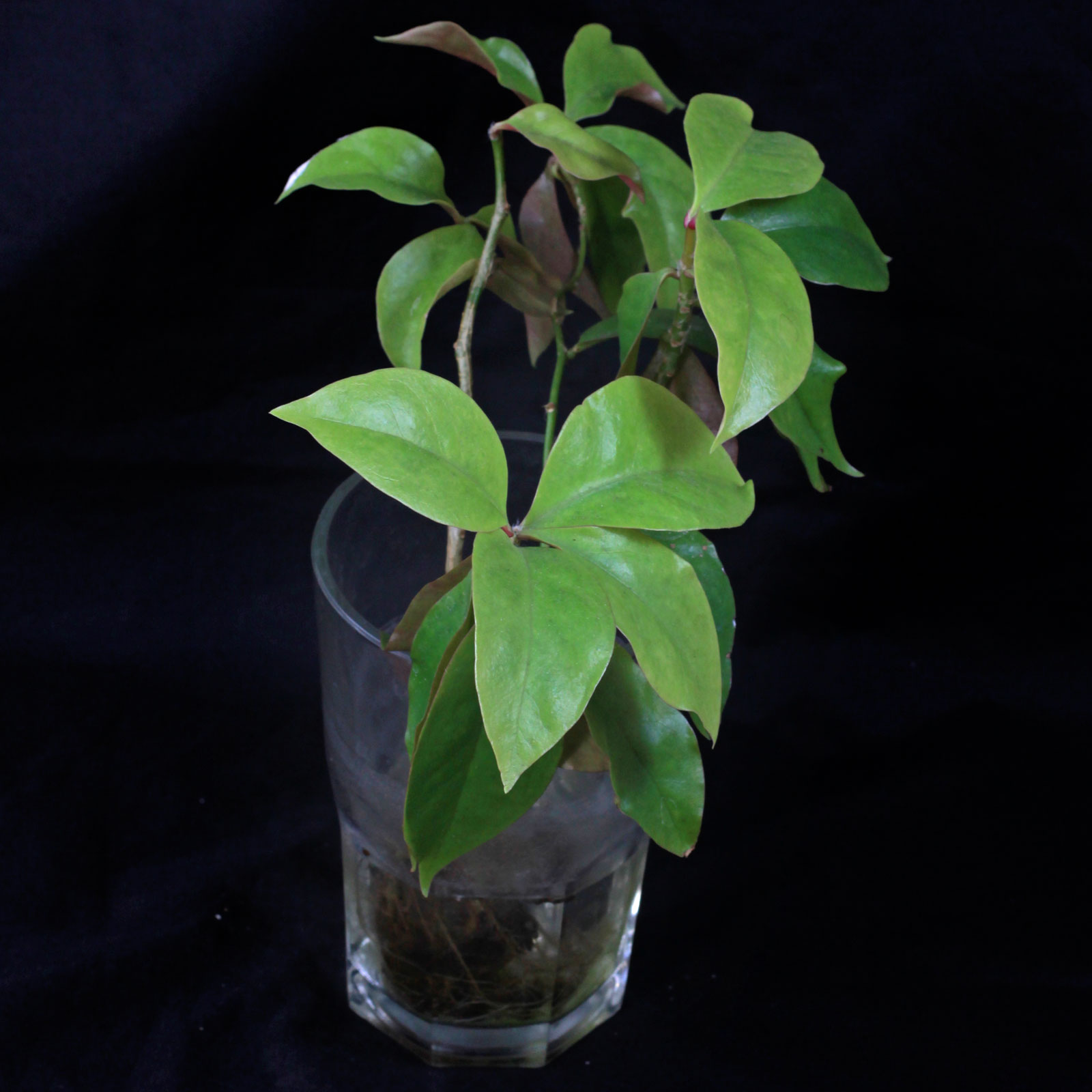 Pereskia aculeata